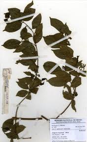 Image result for Rytigynia sp. C