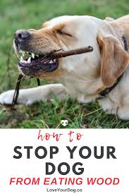 How To Stop Your Dog From Eating Wood Sticks Debris Stop Dog Chewing Dogs Your Dog