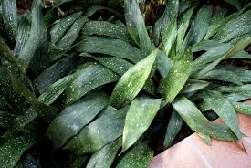 Image result for Aspidistra