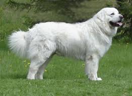 Polski Owczarek Podhalanski Www Na4lapachi1smyczy Fora Pl Livestock Guardian Dog Breeds Dog Breeds Dogs