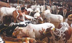 The time and distribution of the sacrifice. Which Animals Can Be Sacrificed On Eid Ul Adha