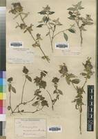 Image result for Lepidagathis scariosa