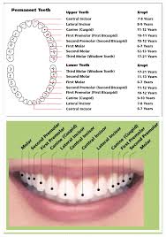 When Should Adult Teeth Erupt Burke Orthodontics And