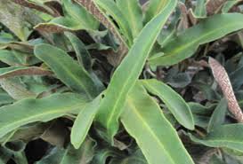 Image result for Pyrrosia