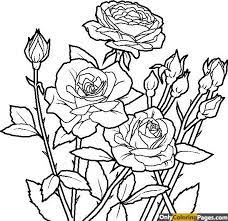 Imagine replicating your flowers in the form of flower drawings! Aesthetic Realistic Rose Coloring Pages Coloring And Drawing