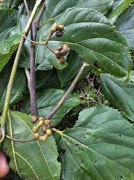 Image result for Hovenia dulcis
