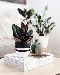 Coffee Table Styling With Potted Plant Ansel Ivy Decorating Coffee Tables Coffee Table Styling Coffee Table