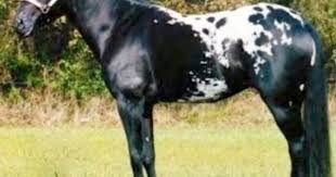 Beautiful Black And White Mustang Horse Beautiful Black And White Appaloosa Horse 120 Pieces Horses Appaloosa Horses Beautiful Horses