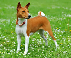 Download and use 3,000+ dog stock videos for free. Basenji Barkless Dog Dog Breed Information Images Videos Faqs