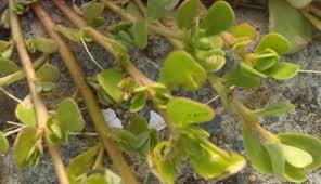 It's yummy, kind of lemony and grows everywhere. Purslane How To Get Rid Of Purslane In Your Yard The Delectable Garden
