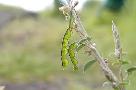 Image result for Grona ramosissima