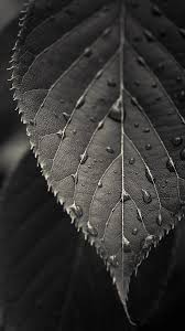We are black wallpapers site , we present to you wallpapers especially black wallpapers , black background , dark background , desktop background , dark wallpaper and more →. Wallpaper Full Hd 1080 X 1920 Smartphone Black Leave 1080 X 1920