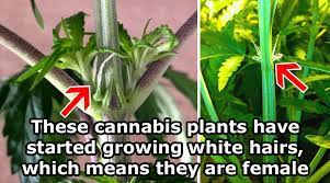 Sexing Marijuana Plants Cannabis Gender And Reproduction Guide
