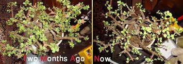 Make the cut at a growing point, such as a bud or branch. Help My Jade Plant Is Getting Weaker