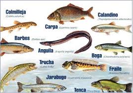 Animales que respiran por la piel para colorear : Animales Invertebrados Estamos Pisando El Futuro Parte 2 Animalesextintos11