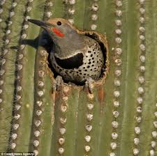 1) the saguaro cactus is only found in the sonoran desert. A Place In The Sun Desert Birds That Use The Inside Of A Cactus As A Home Daily Mail Online