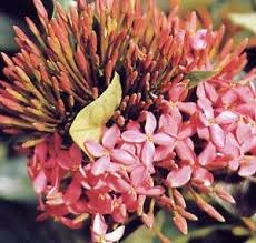 Image result for Ixora nana