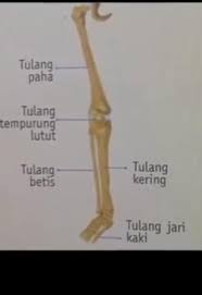 Check spelling or type a new query. Nama Tulang Dan Bentuk Tulang Bagian Kaki Brainly Co Id