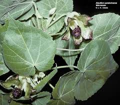 Image result for Abutilon sp.no.2