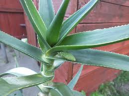 Image result for Aloe cameronii × greatheadii