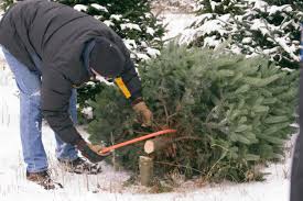 We sell over 200,000 tree permit s each year, anderson said. Christmas Tree Farms Near Cincinnati Southwest Ohio Parent Magazine
