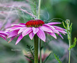 Image result for Commelina purpurea