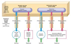 The central nervous system is composed of the brain and the spinal cord. Human Anatomy And Physiology For Lifelong Learning