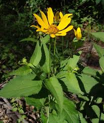 Image result for Dewildemania filifolia