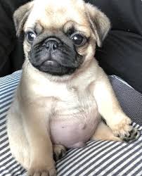 Moja Sapa Dog Doga Pet Pets Doggo Pas Kuce Kuca Majica Tshirt Puppy Puppies Cutepuppies Slatko Baby Pugs Cute Pug Puppies Cute Pugs