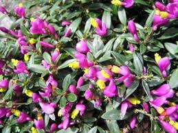 Image result for Polygala capillaris
