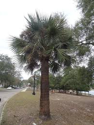 Image result for Sabal
