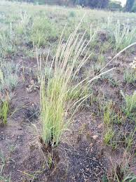 Image result for Schizachyrium sanguineum