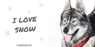 Husky Names 130 Best Dog Names For Huskies Infographic But the fact is, most of them should be overused. husky names 130 best dog names for