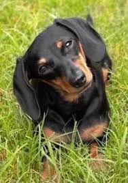 Black And Brown Mini Dachshund My Dog Now A Miniature Dachshund Fully Grown 30cm Long Charlie Brown Dogs Black And Tan Dachshund Dog Love