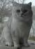 White Silver Tabby Cat British Shorthair