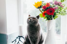 Contact us register your … 10 Cat Friendly Plants And Which Ones To Avoid Omlet Blog Us