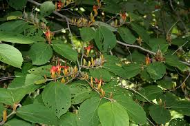 Image result for Helicteres