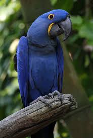 hyacinth macaw wikipedia