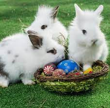 Herzlich will ich dich zu ostern grüßen und die sonne möge strahlend lachen. Hasen Sehen Sich Als Opfer Einer Fake News Kampagne Welt