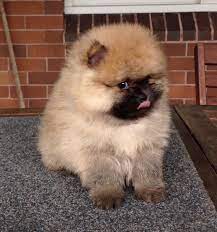 Check spelling or type a new query. Mini Pomeranian For Sale Australia Novocom Top