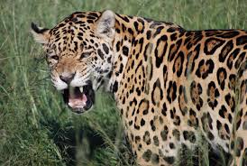 Jaguar and leopard are similar heights, with jaguar just a couple of centimeters taller at the shoulder. Jaguar Facts Jaguars Vs Leopards