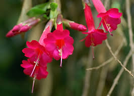 Image result for Cantua