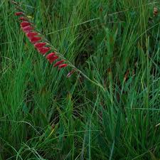 Image result for Gladiolus crassifolius