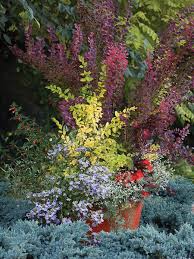 Image result for Ligustrum