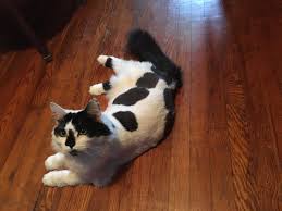 The cat jumps up on to the table, walks. Mcdirk On Twitter Don T Forget Magpie Cats Too
