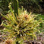 Image result for Oxytenanthera abyssinica