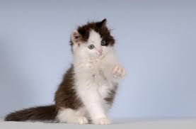 Check spelling or type a new query. Solid Non Pointed Ragdolls