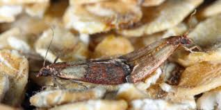 pantry moths in summer plunkett's