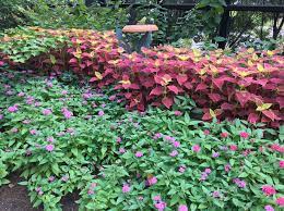Annual Bedding Plants Alabama Cooperative Extension System