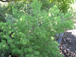 Image result for Asparagus macowanii